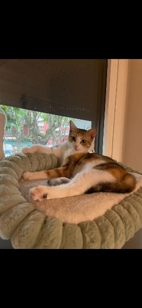 Calico, chat à l’adoption, Caresses de Chat 94 (Saint-Maur-des-Fossés, 94)