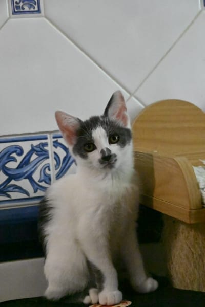 Babette, chat à l’adoption, Caresses de Chat 94 (Saint-Maur-des-Fossés, 94)