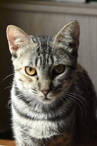 Bayla, chat à l’adoption, Caresses de Chat 94 (Saint-Maur-des-Fossés, 94)