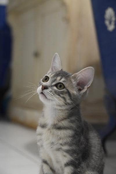 Bulle, chat à l’adoption, Caresses de Chat 94 (Saint-Maur-des-Fossés, 94)