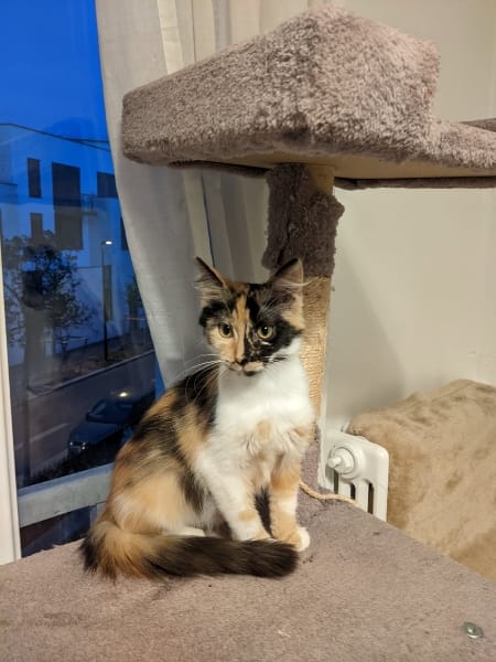 Lyla, chat adopté par Caresses de Chat 94
