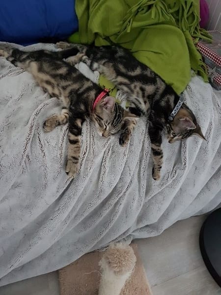 Marcus et Léo, chat adopté par Caresses de Chat 94