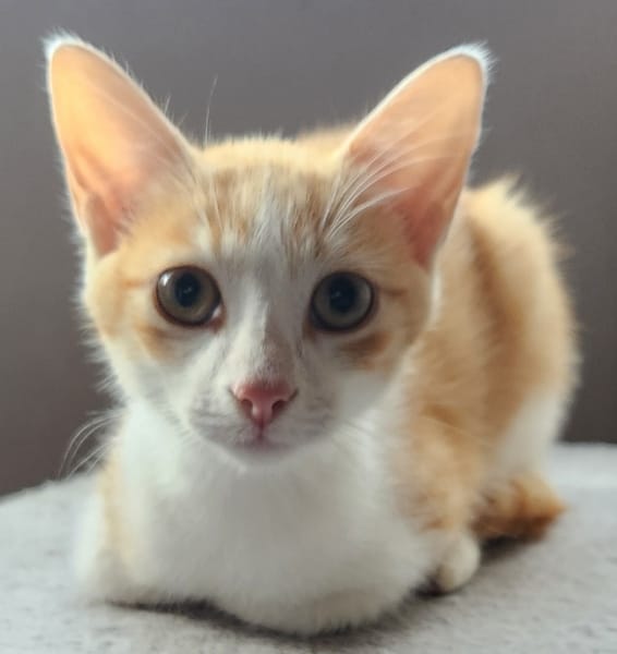 Beckie, chat adopté par Caresses de Chat 94