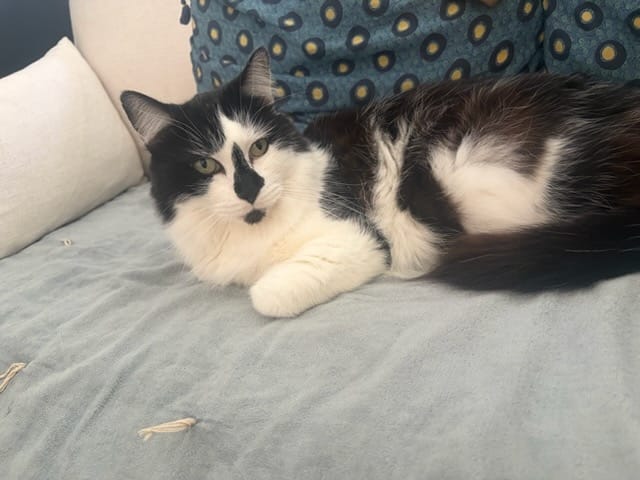 Réglisse, chat à l’adoption, Caresses de Chat 94 (Saint-Maur-des-Fossés, 94)