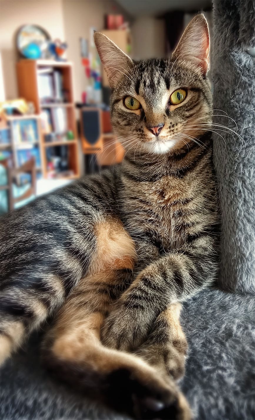 Wilma, chat adopté par Caresses de Chat 94