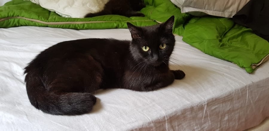 Mama, chat adopté par Caresses de Chat 94