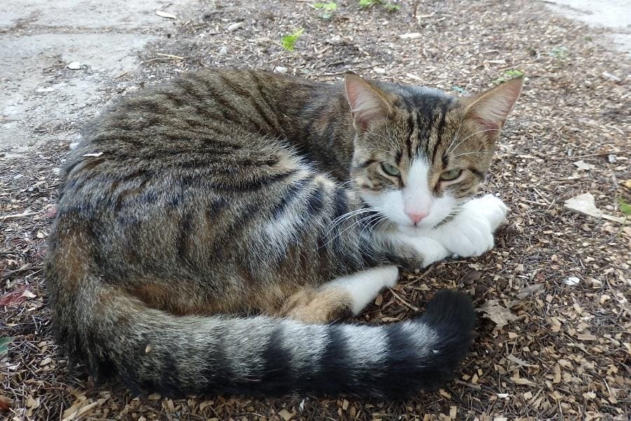 Calinou, chat adopté par Caresses de Chat 94