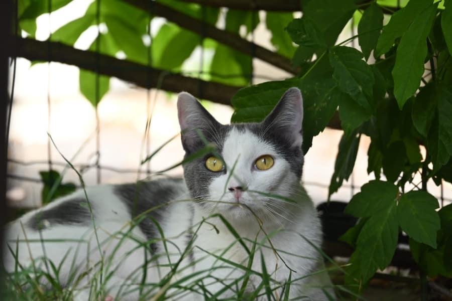 Gidi, chat à l’adoption, Caresses de Chat 94 (Saint-Maur-des-Fossés, 94)